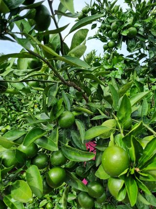 박종례님의 자유주제 · 자유게시판 작성글 사진