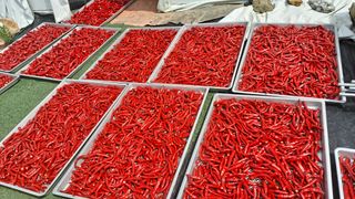 이수문님의 고추 · 수확 작성글 사진