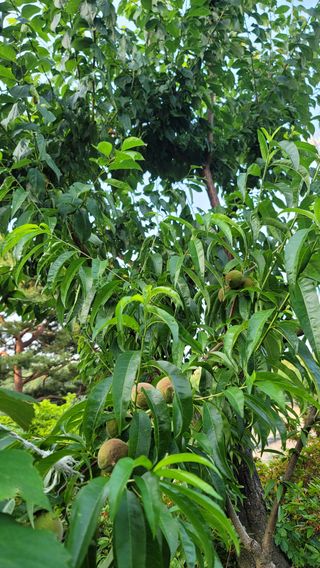 박해용(세건농장)님의 복숭아 · 자유게시판 작성글 사진