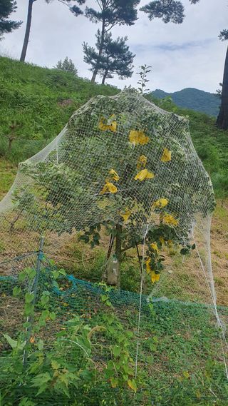 인생은 소풍처럼님의 배 · 자연재해•동물피해 작성글 사진