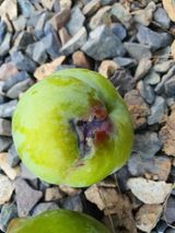 팜모닝 복숭아·병해충상담 게시글 이미지