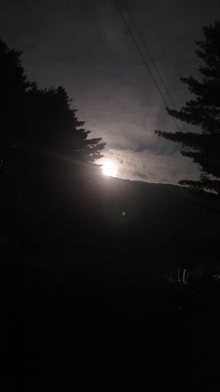 인생은 소풍처럼님의 양배추 · 자유게시판 작성글 사진