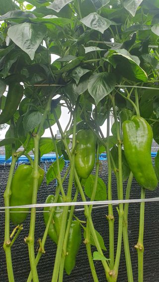 인생은 소풍처럼님의 고추 · 지주설치•유인•성장 작성글 사진