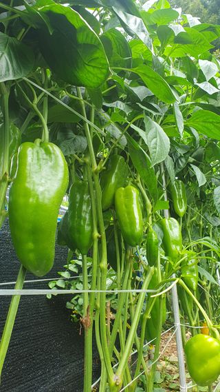 인생은 소풍처럼님의 고추 · 지주설치•유인•성장 작성글 사진