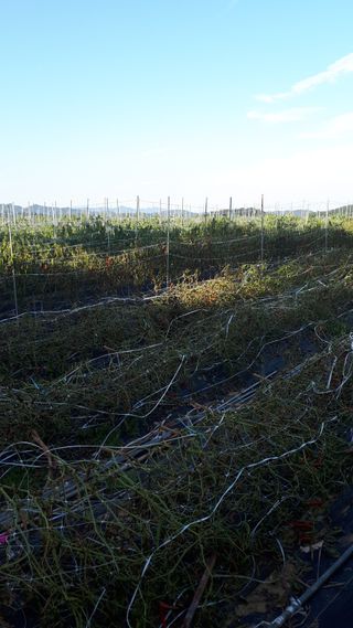 둥이농장(김준태)님의 고추 · 일상 작성글 사진