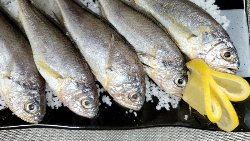 알 수 없음님의 장터 판매 상품 [국내산   참조기 50ㅡ100 미] 첨부 사진