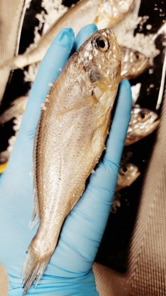 알 수 없음님의 장터 판매 상품 [국내산   참조기 50ㅡ100 미] 첨부 사진