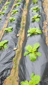 팜모닝 배추·영농일지 게시글 이미지