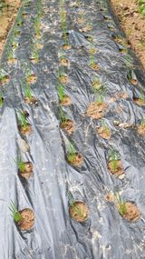 팜모닝 파·자유게시판 게시글 이미지