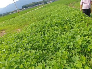 황소머리(노다지)님의 콩 · 자유게시판 작성글 사진