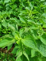 팜모닝 들깨·자유게시판 게시글 이미지