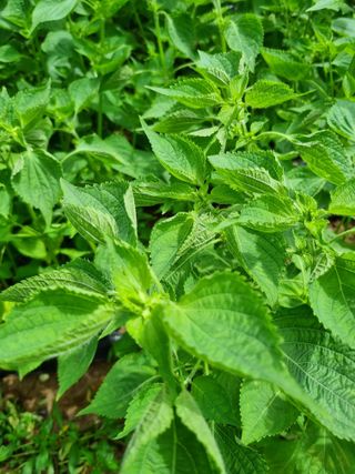 전성환님의 들깨 · 자유게시판 작성글 사진