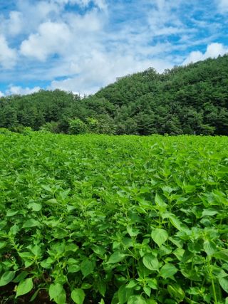 전성환님의 들깨 · 자유게시판 작성글 사진