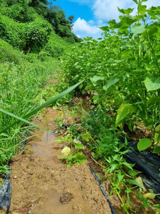 전성환님의 들깨 · 자유게시판 작성글 사진