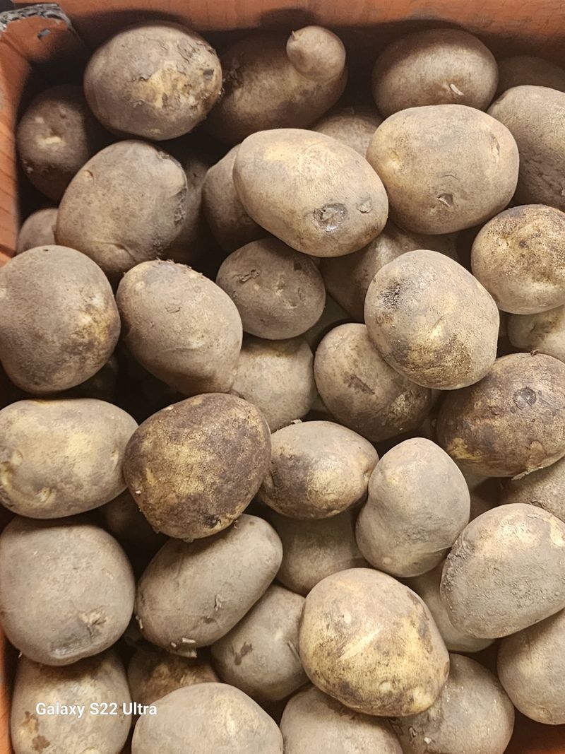 장터 상품 [(도하네농장)제주 구좌 감자 마지막 1주일 특가판매] 썸네일