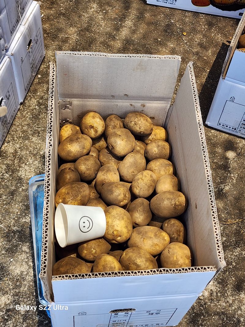 김태환님의 장터 판매 상품 [(도하네농장)제주 구좌 감자 마지막 1주일 특가판매] 첨부 사진