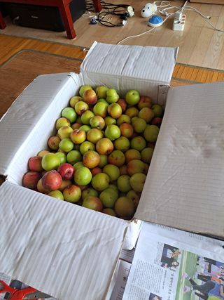 농촌지킴이님의 자두 · 병해충상담 작성글 사진