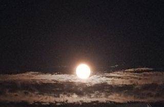 담디농원님의 자유주제 · 자유게시판 작성글 사진