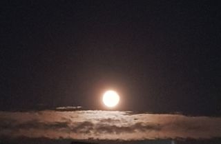 담디농원님의 자유주제 · 자유게시판 작성글 사진