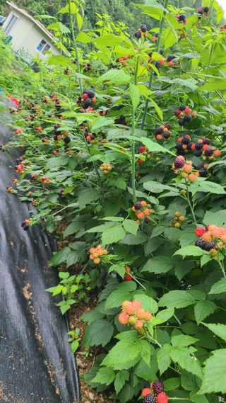 장봉덕님의 O학년 △반 이세요? · 참여글 작성글 사진