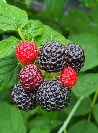 장봉덕님의 O학년 △반 이세요? · 참여글 작성글 사진