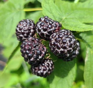 장봉덕님의 O학년 △반 이세요? · 참여글 작성글 사진