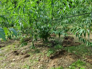 고봉농원 김경수님의 O학년 △반 이세요? · 참여글 작성글 사진