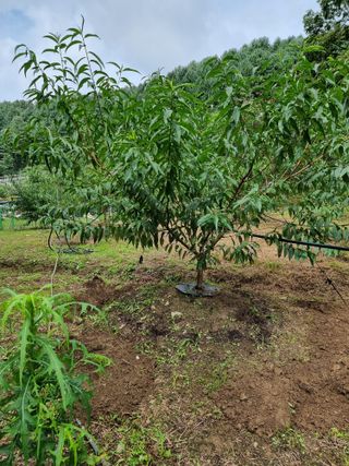 고봉농원 김경수님의 O학년 △반 이세요? · 참여글 작성글 사진