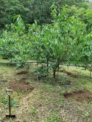 고봉농원 김경수님의 O학년 △반 이세요? · 참여글 작성글 사진