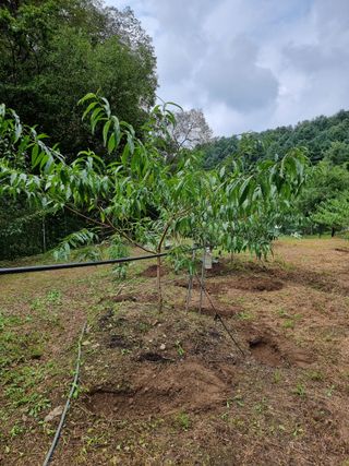 고봉농원 김경수님의 O학년 △반 이세요? · 참여글 작성글 사진
