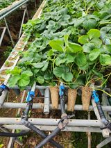 팜모닝 딸기·품종•종자 게시글 이미지