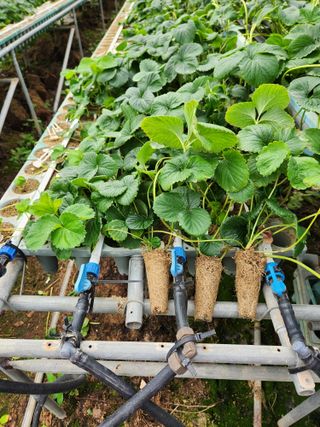 김유인님의 딸기 · 품종•종자 작성글 사진