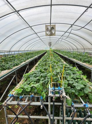 김유인님의 딸기 · 품종•종자 작성글 사진