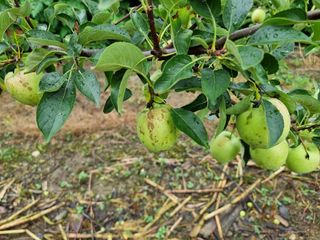 김남식님의 사과 · 병해충상담 작성글 사진