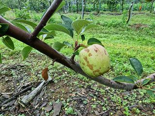 김남식님의 사과 · 병해충상담 작성글 사진