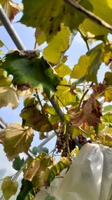 팜모닝 포도·자유게시판 게시글 이미지