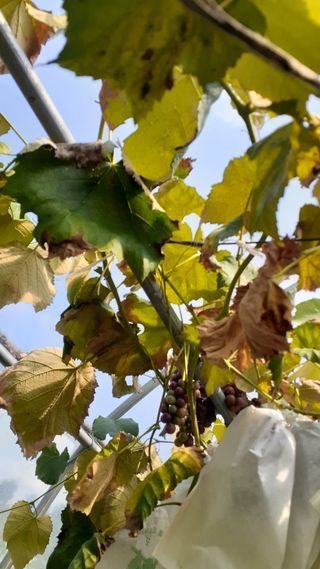 초보텃밭님의 포도 · 자유게시판 작성글 사진