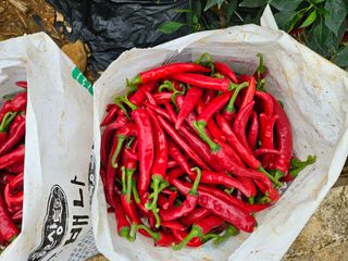 알 수 없음님의 고추 · 수확 작성글 사진