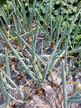 심창규 님의 파 · 병해충상담 작성글 사진