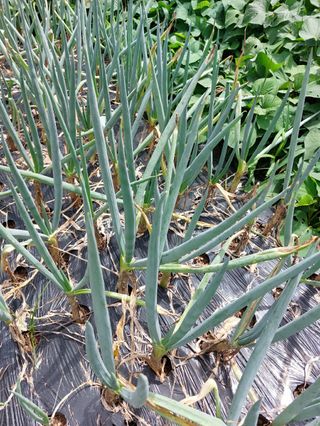 심창규 님의 파 · 병해충상담 작성글 사진