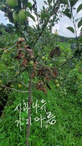 팜모닝 사과·병해충상담 게시글 이미지