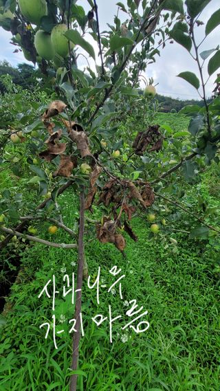 양파21964님의 사과 · 병해충상담 작성글 사진