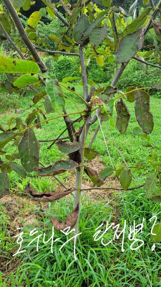 양파21964님의 사과 · 병해충상담 작성글 사진