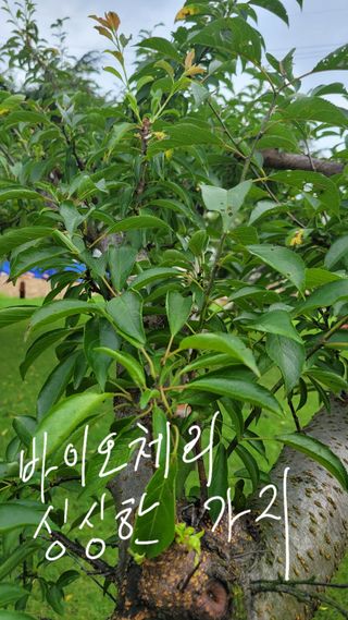 양파21964님의 사과 · 병해충상담 작성글 사진