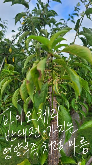 양파21964님의 사과 · 병해충상담 작성글 사진