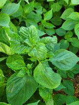 팜모닝 들깨·병해충상담 게시글 이미지