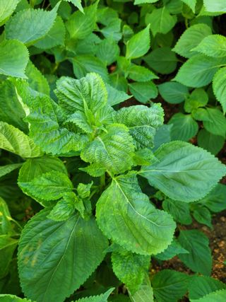 이상열님의 들깨 · 병해충상담 작성글 사진