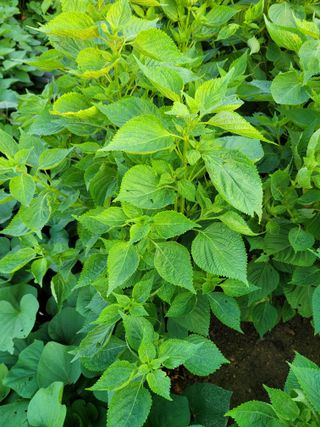 이상열님의 들깨 · 병해충상담 작성글 사진