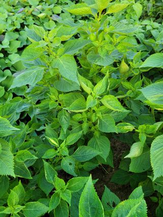 이상열님의 들깨 · 병해충상담 작성글 사진