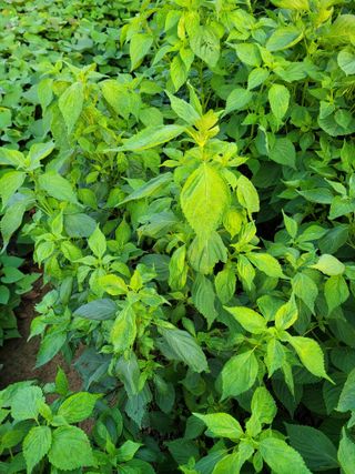 이상열님의 들깨 · 병해충상담 작성글 사진